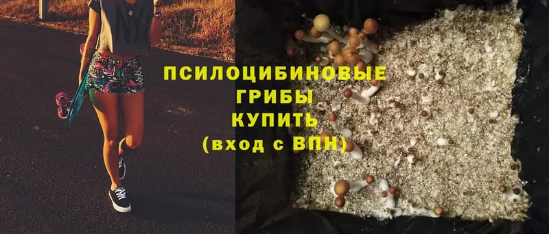 Галлюциногенные грибы Psilocybe  где продают   Котово 